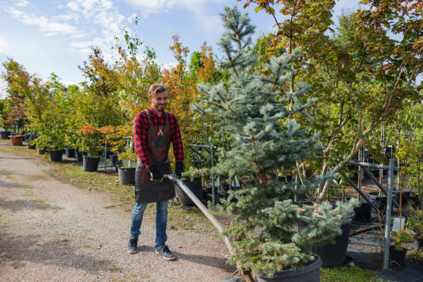 How Our Tree Care Process Works  in Durham, CA